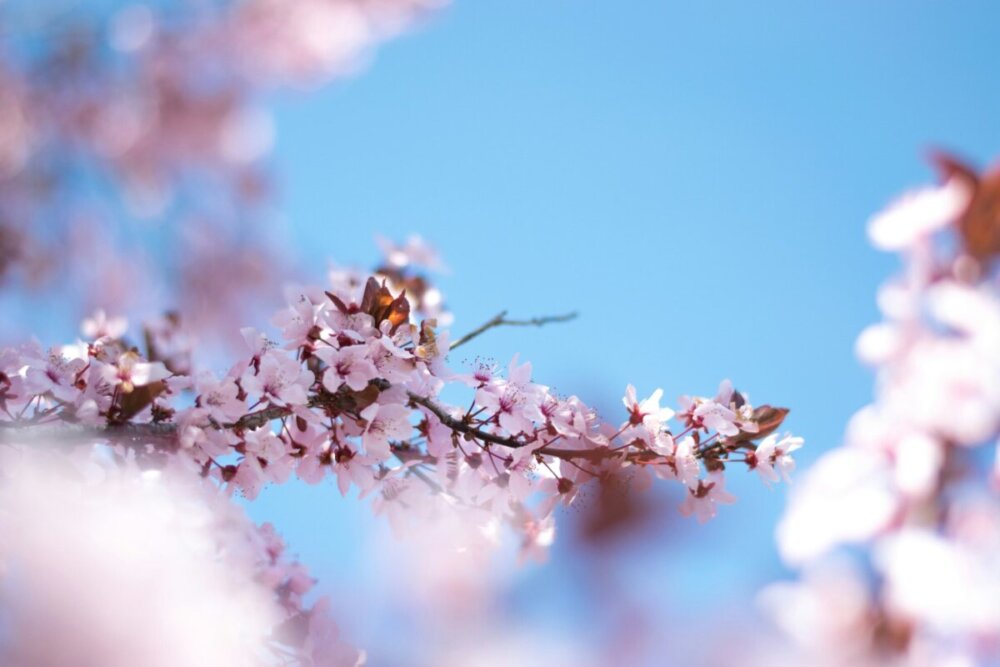 桜の花