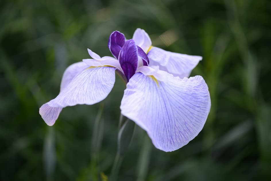 花菖蒲
